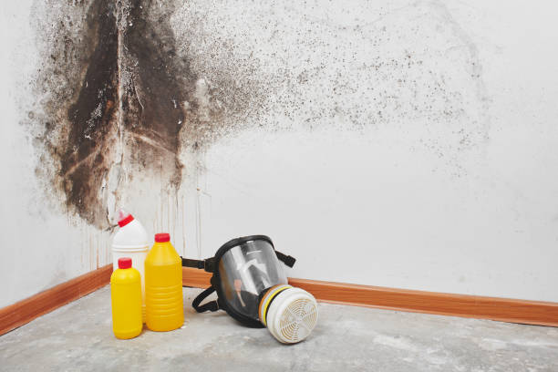 Reliable Bronxville, NY Mold Removal Solutions