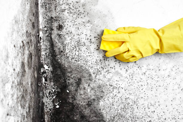 Best Local Mold Removal Service  in Bronxville, NY