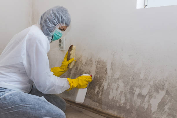 Mold Removal and Inspection in Bronxville, NY