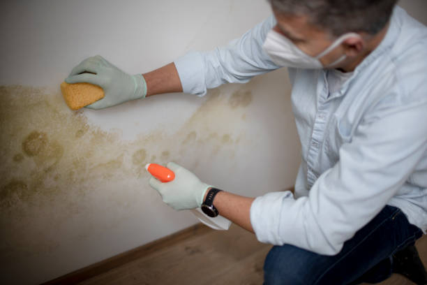 Best Mold Remediation Services  in Bronxville, NY