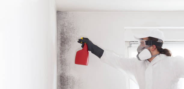 Best Home Mold Removal  in Bronxville, NY