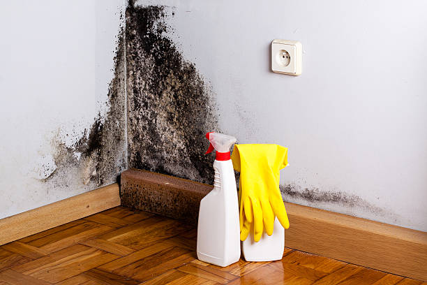 Best Best Mold Removal Companies  in Bronxville, NY