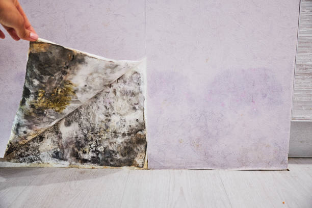 Best Same-Day Mold Removal  in Bronxville, NY